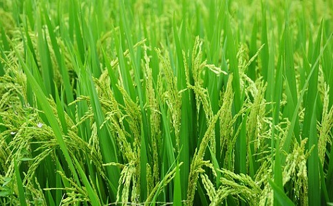 新型污污香蕉视频下载推廣應用前景
